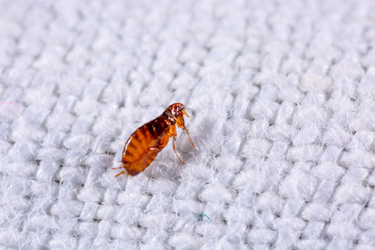 Bedwantsen in uw matras kunnen erg vervelend zijn. Hier zijn enkele effectieve tips om ze te voorkomen.